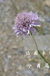 信用卡逾期4个月还能补救吗(信用卡逾期4个月还能补救吗)