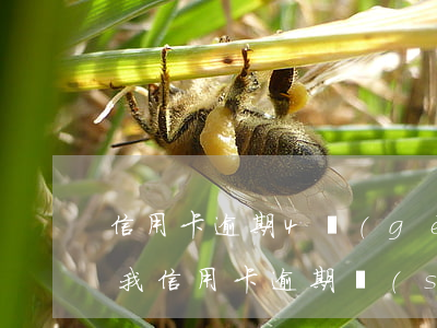 信用卡逾期4個(gè)會(huì)起訴我(信用卡逾期說(shuō)要起訴)