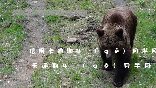 信用卡逾期4個(gè)月半月漲罰金(信用卡逾期4個(gè)月半月漲罰金)