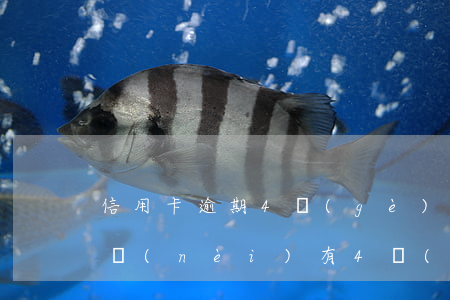 信用卡逾期4個(gè)月后果 信用卡5年內(nèi)有4個(gè)月處于逾期