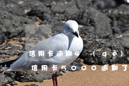 信用卡逾期4個(gè)月算黑戶嗎怎么辦(信用卡5000逾期了4個(gè)月)