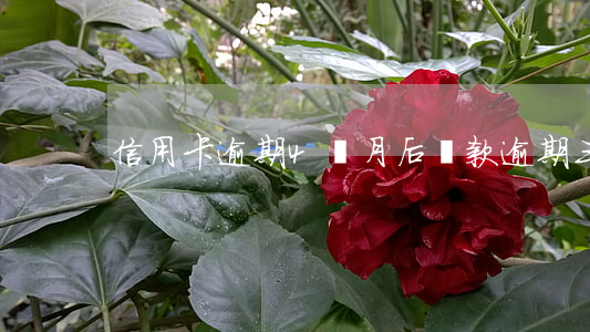 信用卡逾期4個月后還款(逾期三天還信用卡)
