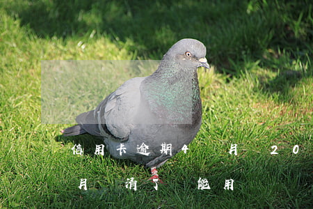 信用卡逾期4個月還200(信用卡逾期4個月還清了還能用嗎)