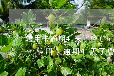 信用卡逾期4天了會(huì)影響征信嗎-信用卡逾期4天了會(huì)影響征信嗎怎么辦