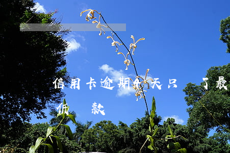 信用卡逾期4天只還了最低(逾期4天還能最低還款嗎)