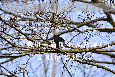 信用卡逾期4天已經(jīng)還款一半-逾期還款四天