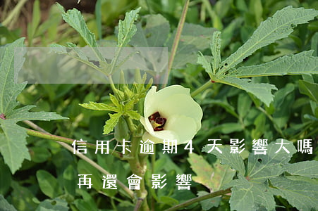 信用卡逾期4天影響大嗎(信用卡逾期第四天再還會影響)