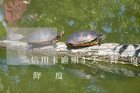 信用卡逾期4天會降額度(信用卡逾期兩天會降額度嗎)