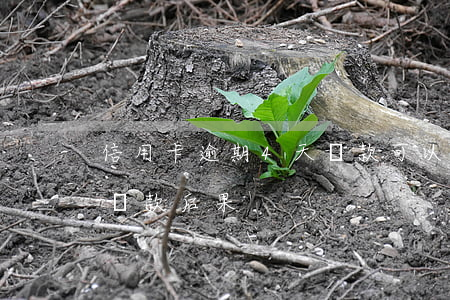 信用卡逾期4天還款可以嗎(信用卡逾期四天還款后果)