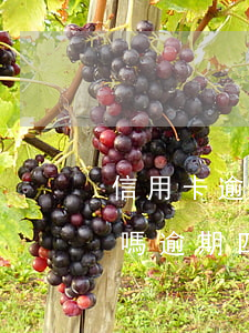 信用卡逾期4年了可以協(xié)商還款嗎(逾期四個月可以和銀行協(xié)商還款嗎)