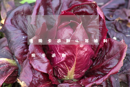 信用卡逾期4年被判無(wú)期 14年信用卡逾期
