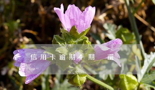 信用卡逾期4期沒還