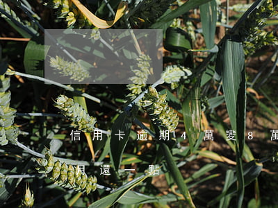 信用卡逾期4萬變8萬 信用卡4萬逾期每個月還一點