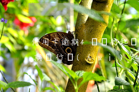 信用卡逾期4萬銀行起訴(低于5萬信用卡逾期銀行會(huì)起訴嗎)