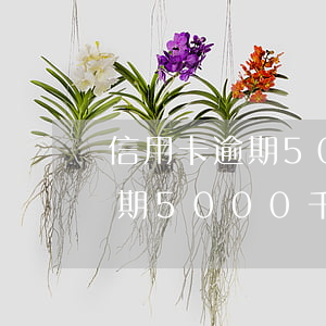 信用卡逾期5000千1年沒還-信用卡逾期5000千1年沒還會(huì)怎樣