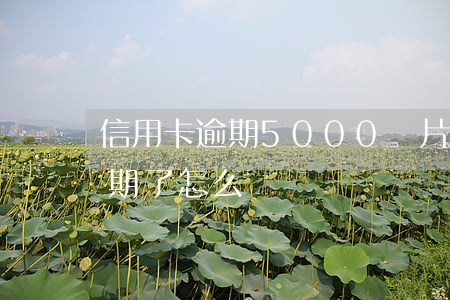 信用卡逾期5000圖片(信用卡5000逾期了怎么辦)