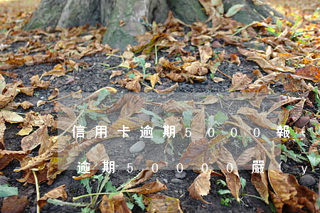 信用卡逾期5000報(bào)案(信用卡逾期50000嚴(yán)重不)