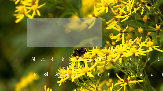 信用卡逾期5000會(huì)上征信嗎(欠信用卡5000會(huì)上征信嗎)