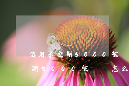 信用卡逾期5000被訴訟怎么辦 信用卡逾期5000被訴訟怎么辦呢