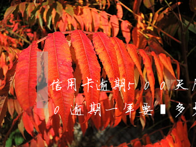 信用卡逾期500天后無力償還(信用卡500逾期一年要還多少)