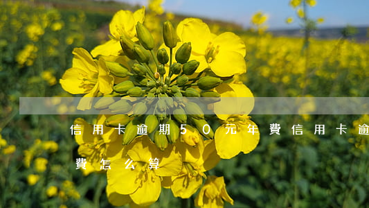信用卡逾期50元年費(信用卡逾期50元年費怎么算)