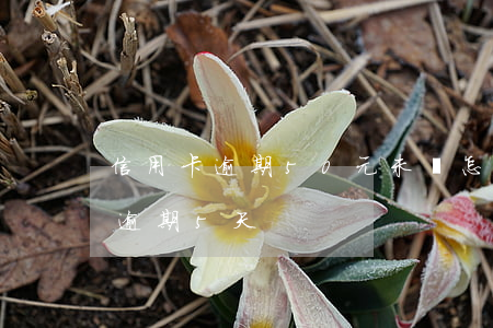 信用卡逾期50元未還怎么辦(信用卡30元逾期5天)