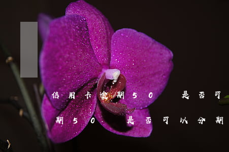 信用卡逾期50萬是否可以分期-信用卡逾期50萬是否可以分期還款