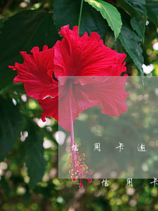 信用卡逾期5個(gè)月凍結(jié)-信用卡逾期5個(gè)月凍結(jié)銀行卡