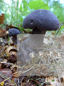 信用卡逾期5個怎么還錢
