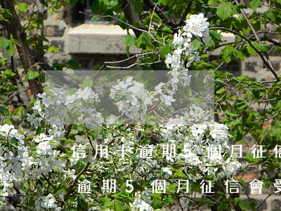 信用卡逾期5個月征信會受影響嗎-信用卡逾期5個月征信會受影響嗎知乎