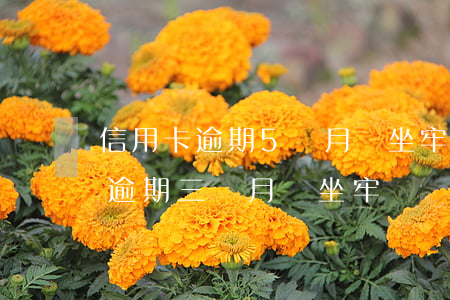 信用卡逾期5個月會坐牢(信用卡13000,逾期三個月會坐牢嗎?)
