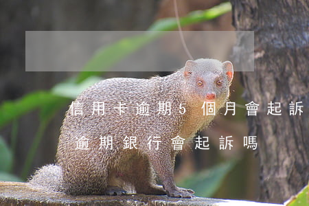 信用卡逾期5個月會起訴嗎(低于5萬信用卡逾期銀行會起訴嗎)