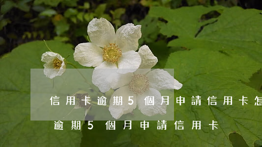 信用卡逾期5個月申請信用卡怎么辦（信用卡逾期5個月申請信用卡）