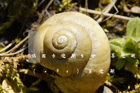 信用卡逾期5分鐘算逾期嗎(信用卡3天之內(nèi)算逾期嗎)