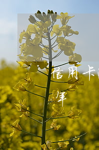 信用卡逾期5千兩年(信用卡5000逾期2年)