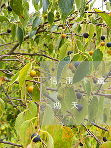 信用卡逾期5天严重不-信用卡5块钱逾期两天