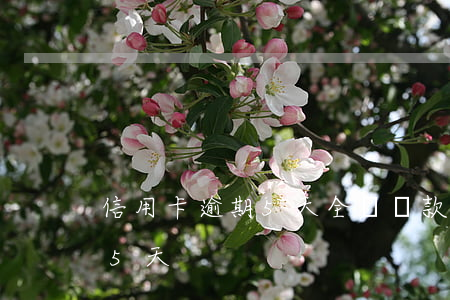 信用卡逾期5天全額還款(忘記還信用卡逾期5天)