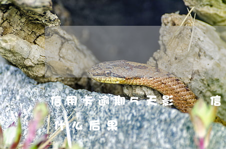 信用卡逾期5天影響嗎(信用卡逾期5個月有什么后果)