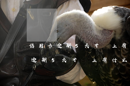 信用卡逾期5天才還上有什么影響-信用卡逾期5天才還上有什么影響嗎