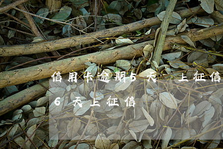 信用卡逾期5天,會上征信嗎（交通信用卡逾期6天上征信嗎）