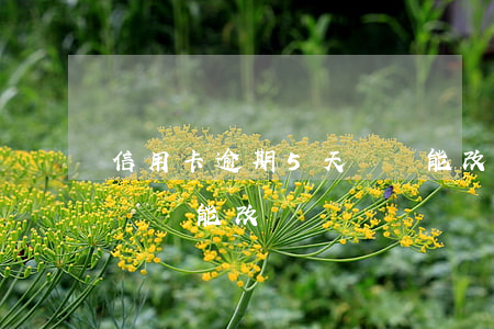 信用卡逾期5天記錄能改嗎(信用卡逾期5天記錄能改嗎)