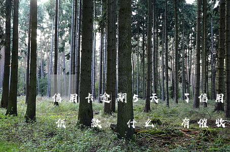 信用卡逾期5天還了 信用卡逾期5天還了最低還款為什么還有催收電話