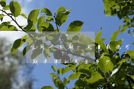 信用卡逾期5天還最低可以嗎(信用卡5萬逾期半年利息是多少)