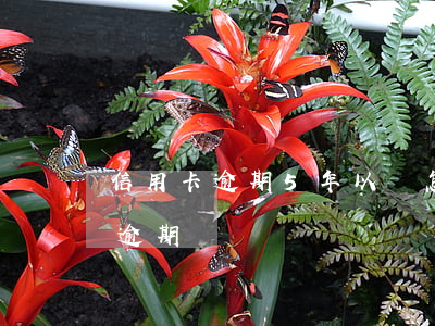 信用卡逾期5年以內怎么辦(信用卡5年內有逾期)