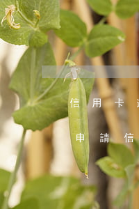 信用卡逾期5年前還款 逾期還清后5年后能申請信用卡嗎