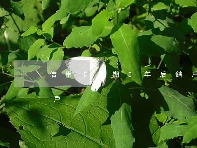 信用卡逾期5年后銷戶(信用卡逾期5年后銷戶)