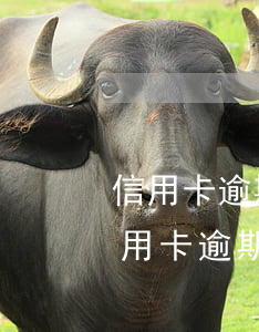 信用卡逾期5年怎么協(xié)商還款(信用卡逾期幾年了怎么協(xié)商還款)
