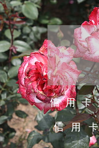 信用卡逾期5年沒有還(我一個(gè)朋友信用卡逾期五年都沒還)