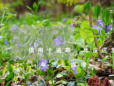 信用卡逾期5年沒還怎么辦(信用卡5千逾期5年怎么處理)
