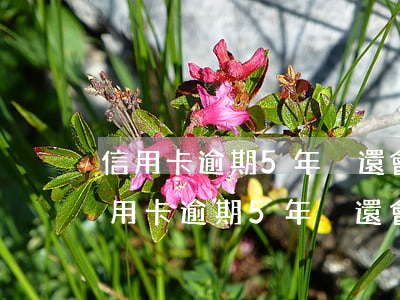 信用卡逾期5年沒還會(huì)坐牢嗎(信用卡逾期5年沒還會(huì)坐牢嗎)